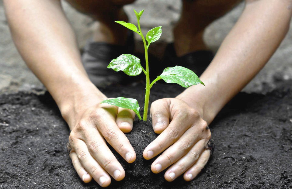 planting a tree